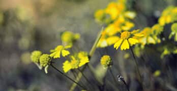 Wildflowers Prescott Accidental Garden