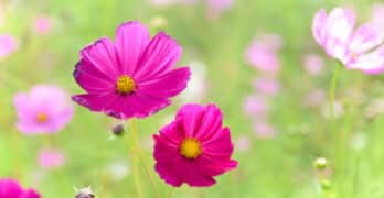 Cosmos Mandelstam Tristia