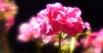 Geraniums Wilde Dorian Gray Barkat