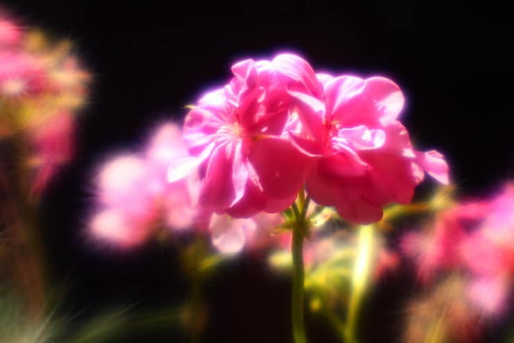 Geraniums Wilde Dorian Gray Barkat
