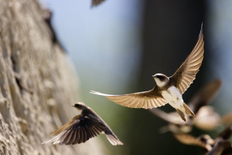 happy prince oscar wilde swallows