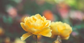 yellow roses oscar wilde dorian gray