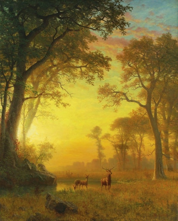 light in a forest