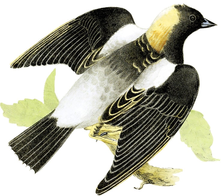 bobolink bird drawing 