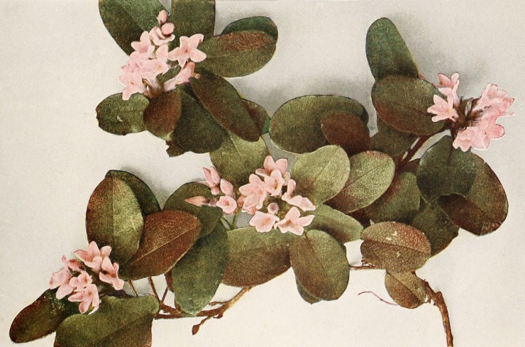picture of the pink mayflower 