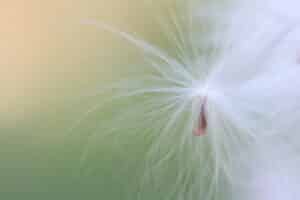 milkweed seeds photo by laura boggess
