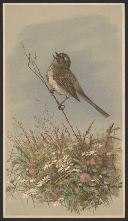 bird chirping on a branch