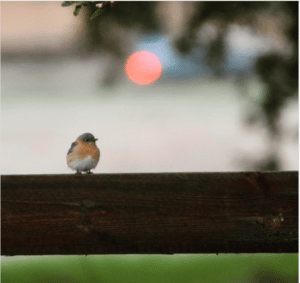 Gathering Hope-Baby Robin by Darrelyn Saloom
