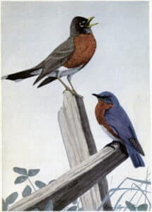 two birds perched on a fence