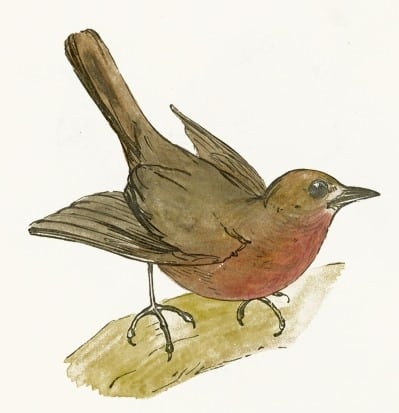 red robin