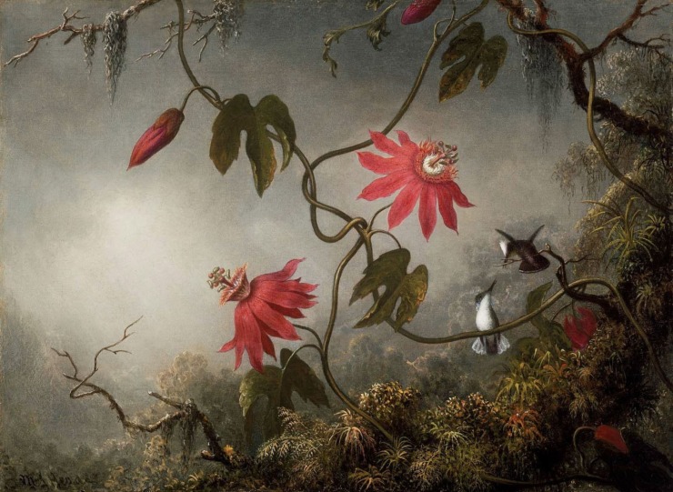 hummingbirds fly near pink flowers 