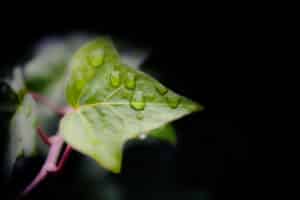Wet ivy Auden Poems