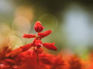 Red Flower Whitcomb