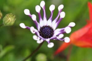 Spoon shaped flower Rappaccini Garden