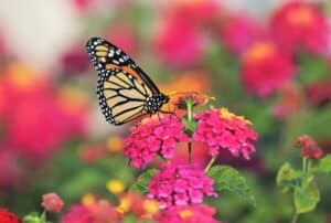 Monarch lantana