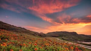 Sunset Hedy Habra