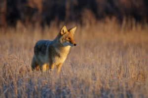 Coyote Van Vliet