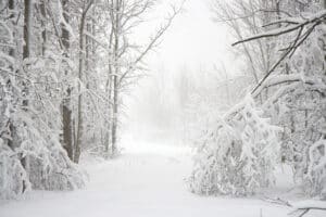 Snowy woods holiday gifts