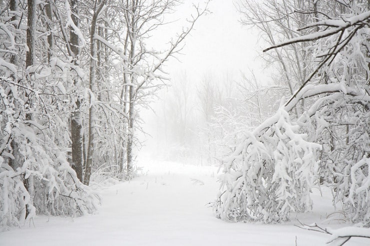 Snowy woods holiday gifts
