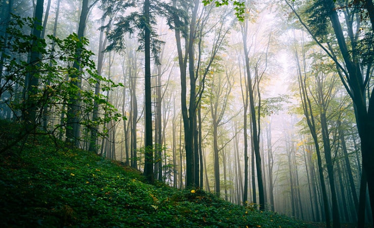 forest hillside Allnutt