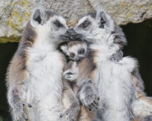 Lemurs Harvey