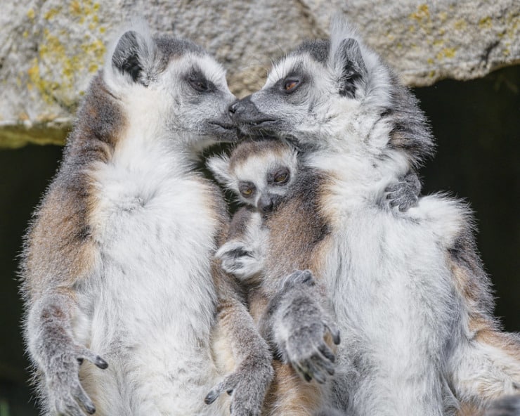 Lemurs Harvey