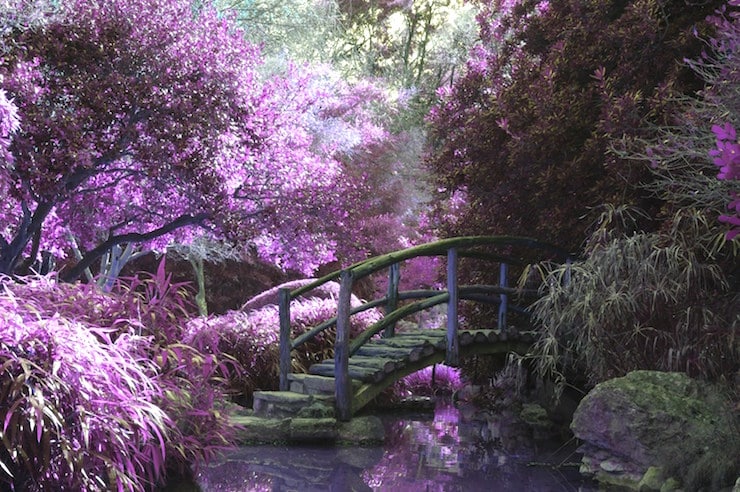 japanese garden purple-where the wild things are poetry prompt