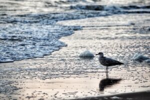 Bird on beach Hilbert