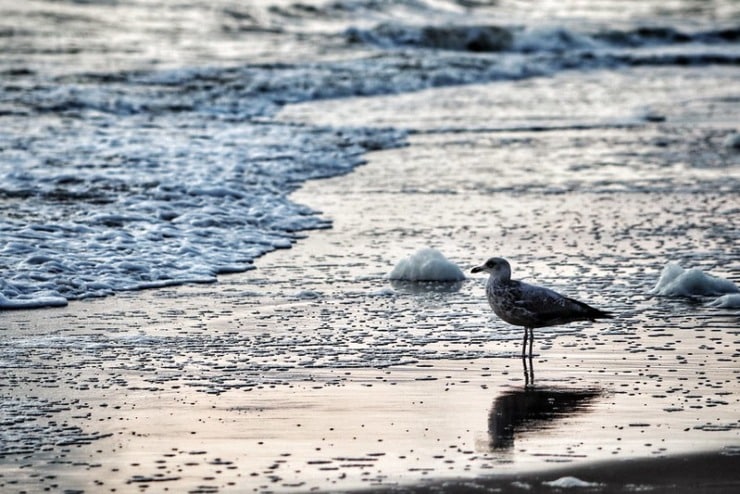 Bird on beach Hilbert