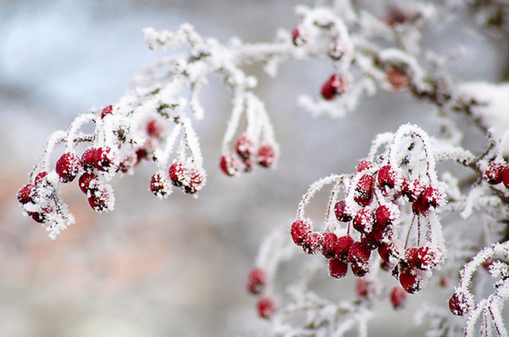 frozen berries on tree-Benjamin Myers essays