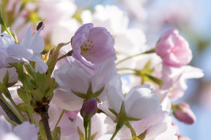 Cherry blossoms Killingsworth