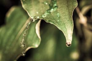 Dripping leaves Hilbert Gravity