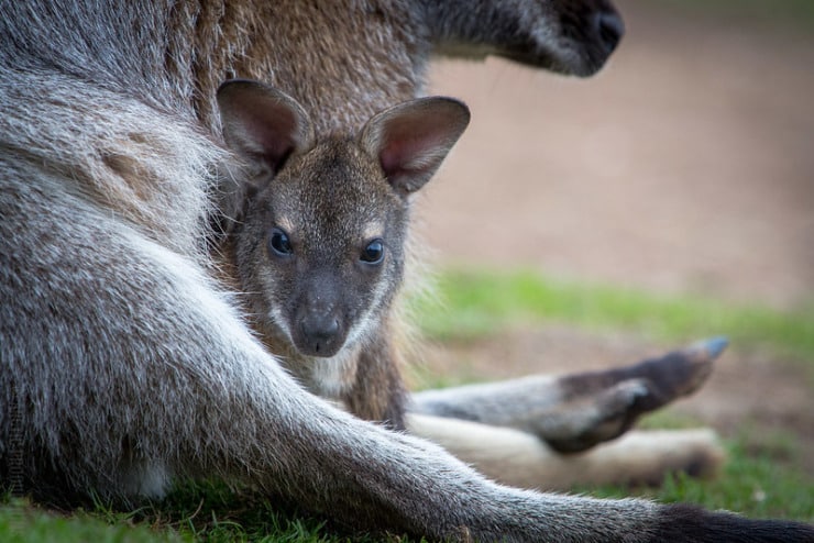 Kangaroos Patterson