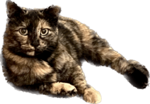 Lily the cat