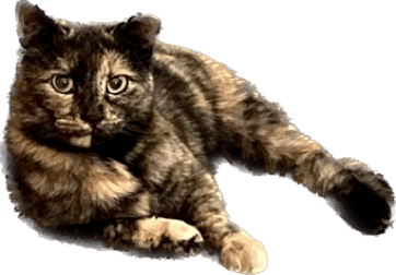 Lily the cat