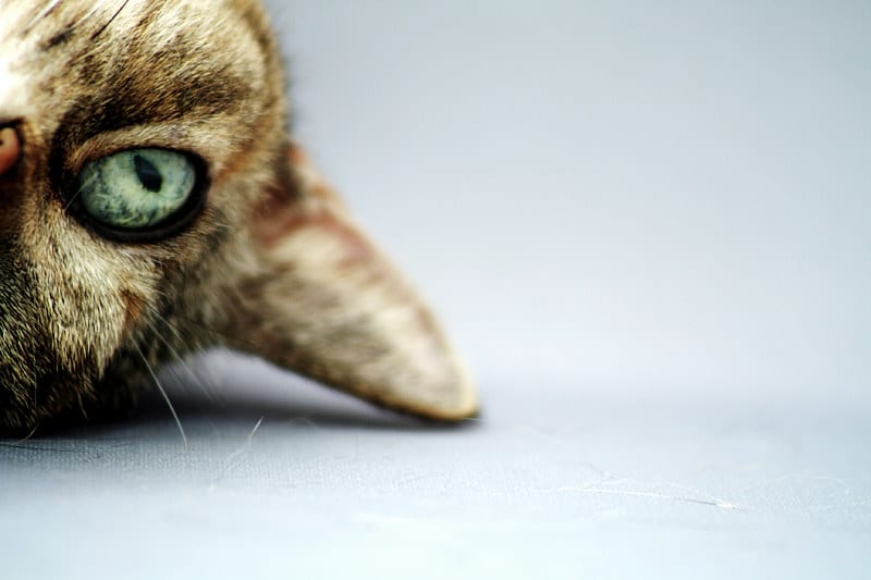 cat standing on head
