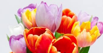 tulips national poetry month