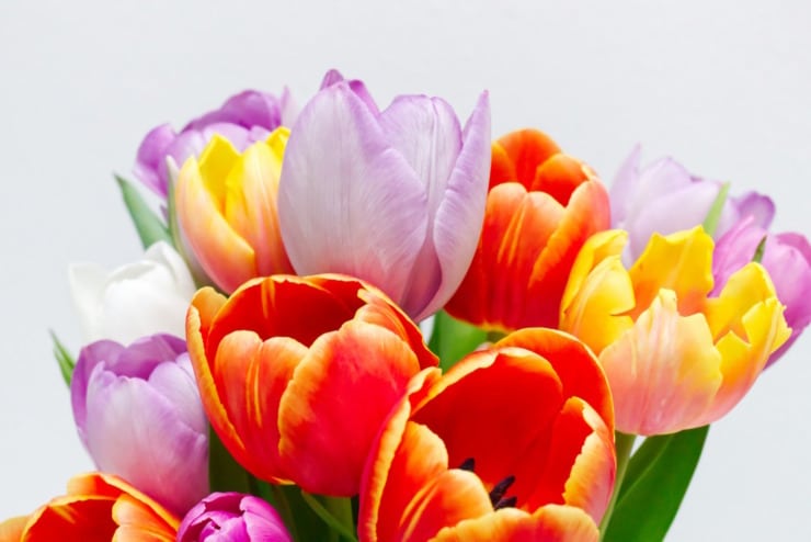tulips national poetry month