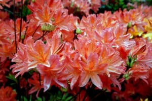 Azaleas Marchetti Diorama