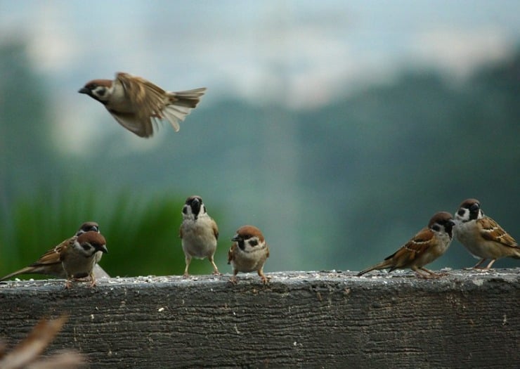 Birds Kalisz Flu Season