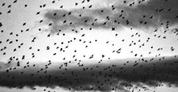 Flock of birds Yakich