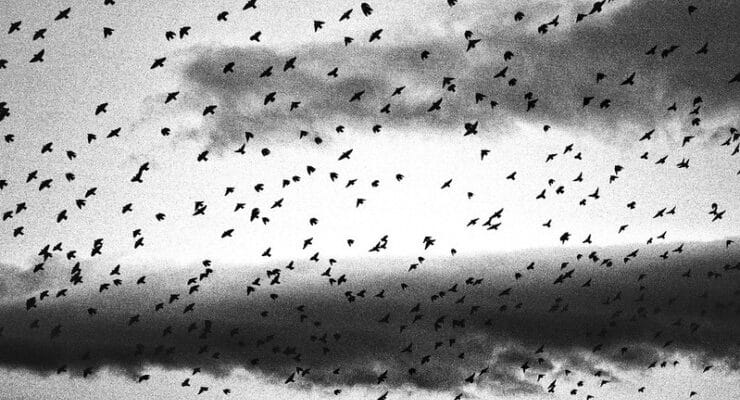 Flock of birds Yakich