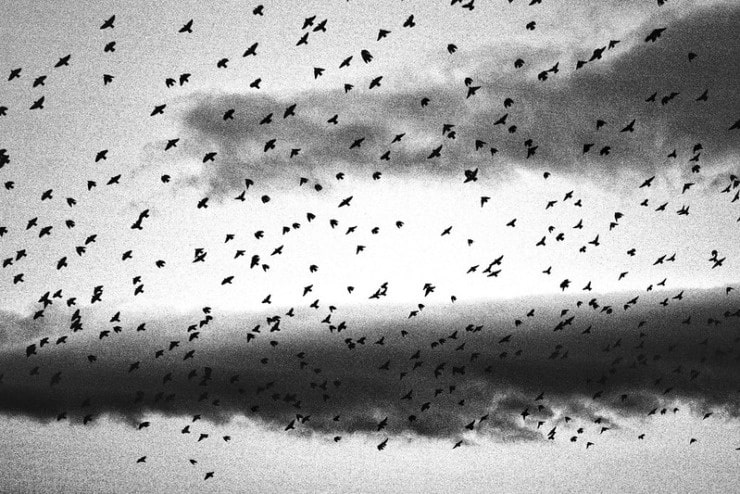 Flock of birds Yakich