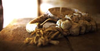Garlic Saint Of Basile