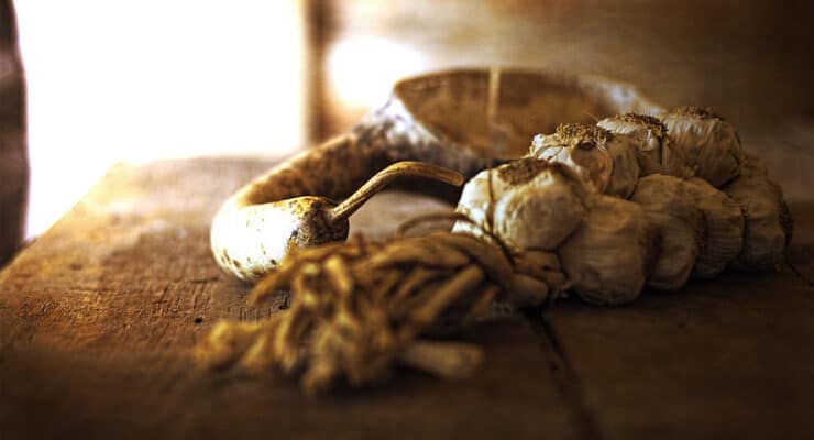 Garlic Saint Of Basile