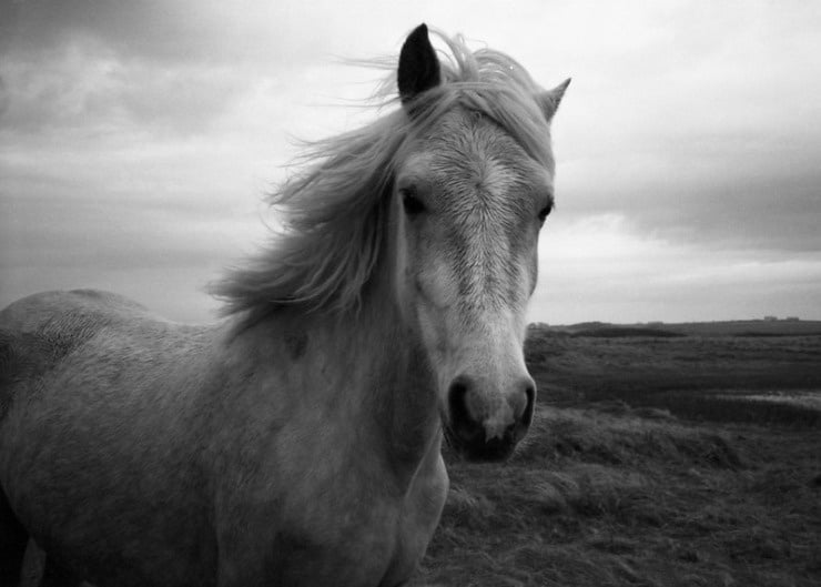 Horse Longfellow Paul Revere