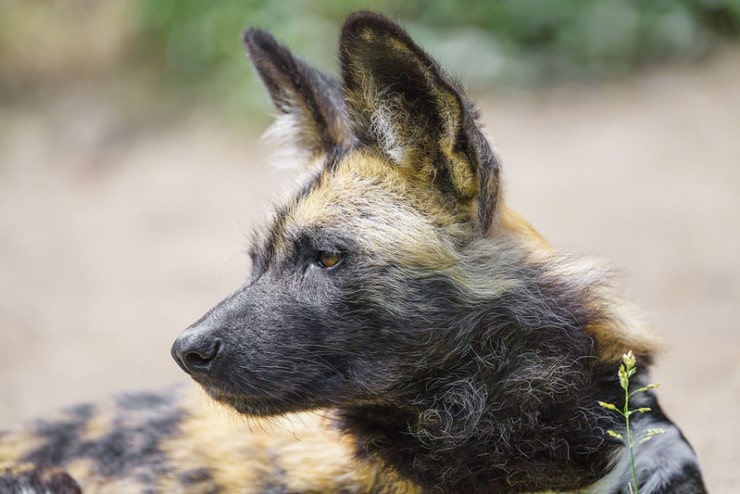 Hyena Waldron Hound of Heaven Thompson
