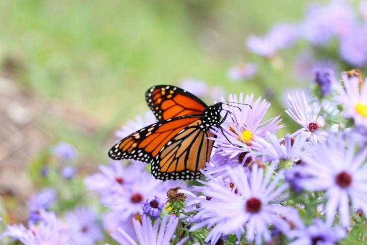 monarch butterfly in asters