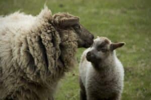Ewe and lamb Belmonte