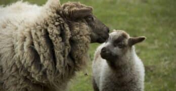Ewe and lamb Belmonte
